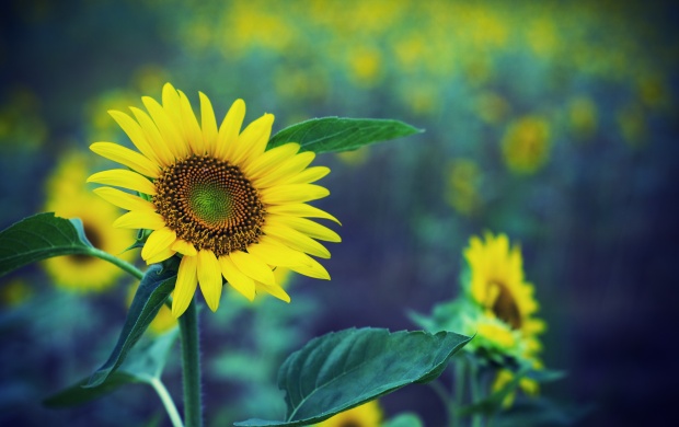 Sunflower Plant (click to view)