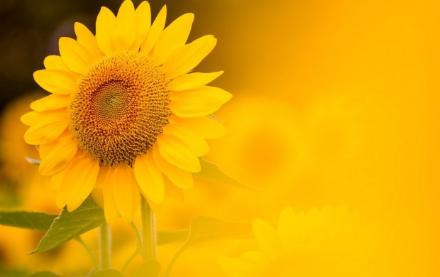 Sunflower Yellow Background (click to view)