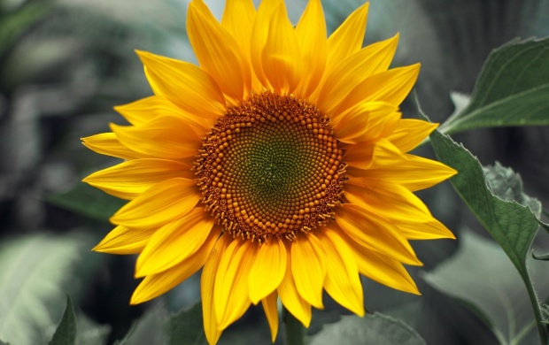 Sunny Sunflower (click to view)