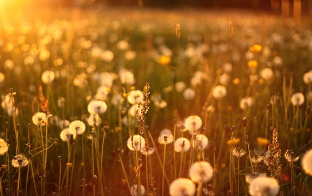 Sunset Dandelions Field (click to view)
