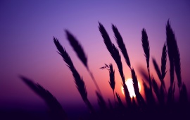 Sunset Evening Wheat