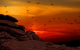 Sunset Flying Birds