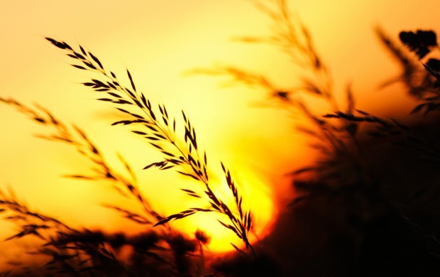 Sunset Grass Mountains Nature (click to view)