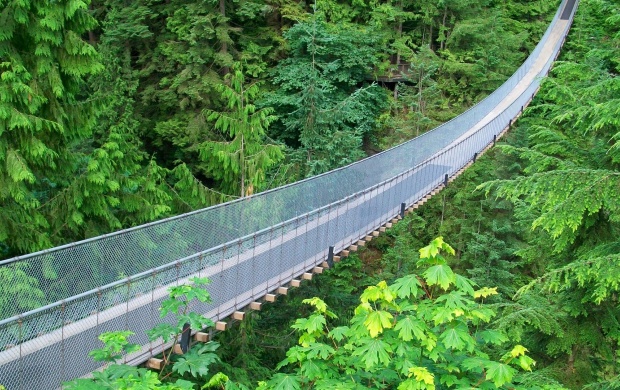 Suspended Bridge Above The Forest