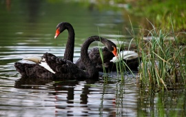 Swan In Summer Lake