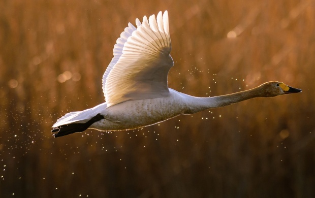 Swan Takeoff Flying