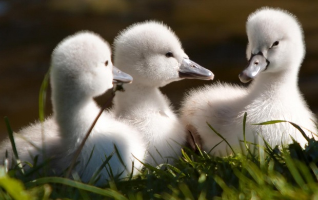 Sweet Baby Swans (click to view)