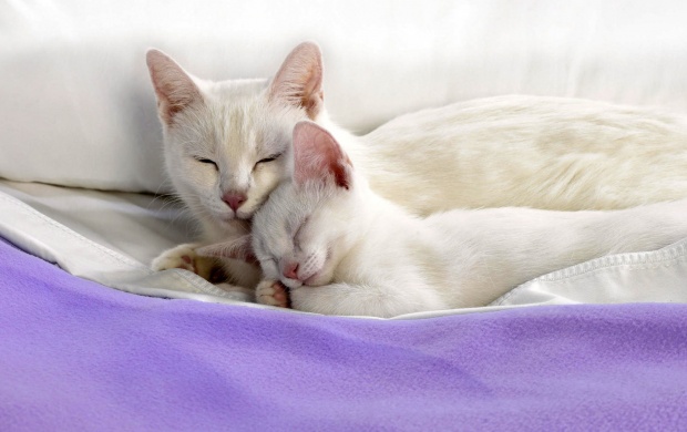 Sweet Cat Couple On Blanket