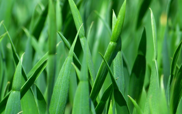 Tall Green Grass (click to view)