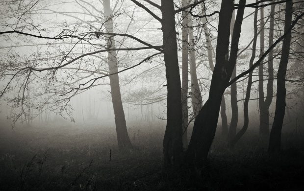The Black Fog Forest Tree (click to view)
