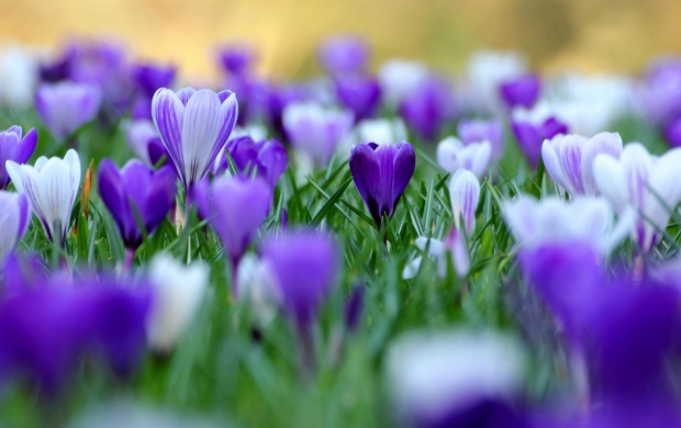 The Crocuses Flower In Singapore (click to view)