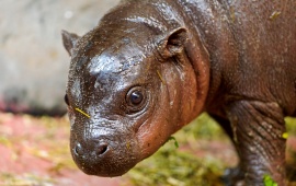 The Cute Hippo Baby