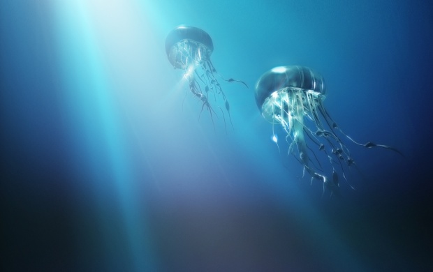 The Journey Of The Jellyfish (click to view)