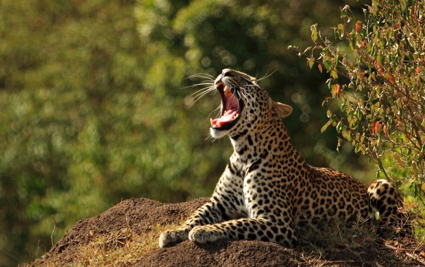 The Leopard Yawns