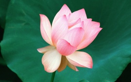 The Lotus Flower, Hawaii