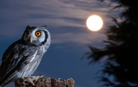 The Night Bird Owl