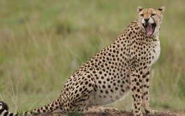 The Pregnant Cheetah Yawning
