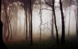 Thick Forest Fog