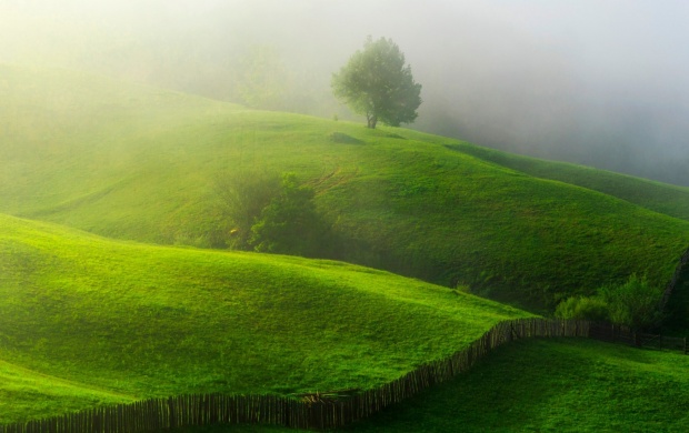 Thick Mist On Green Hills (click to view)