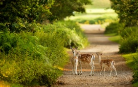 Three Deer In Green Forest