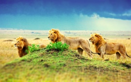 Three Lion