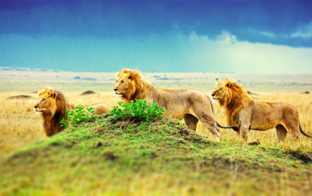 Three Lion (click to view)