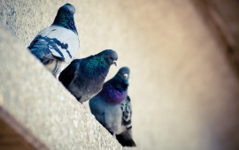 Three Pigeons Birds