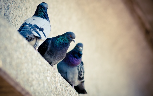 Three Pigeons Birds (click to view)