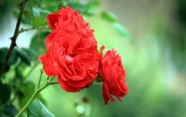 Three Red Rose Flowers