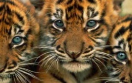 Three Tiger Cubs