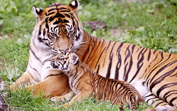 Tiger And Baby Tiger (click to view)