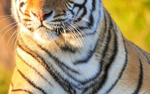 Tiger Beast (click to view)