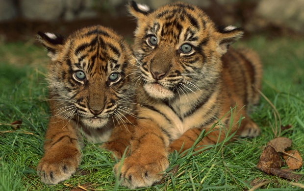 Tiger Cubs (click to view)