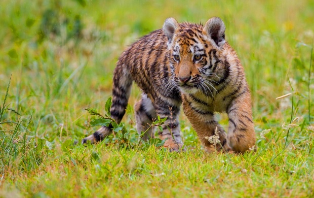 Tiger Cubs Green Grass (click to view)