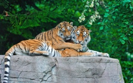 Tiger Family On Stone