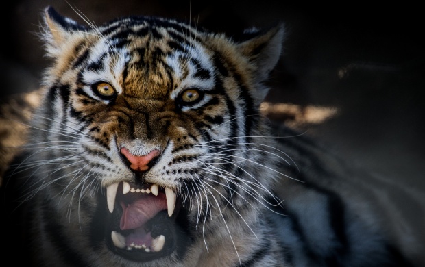 Tiger Growling (click to view)