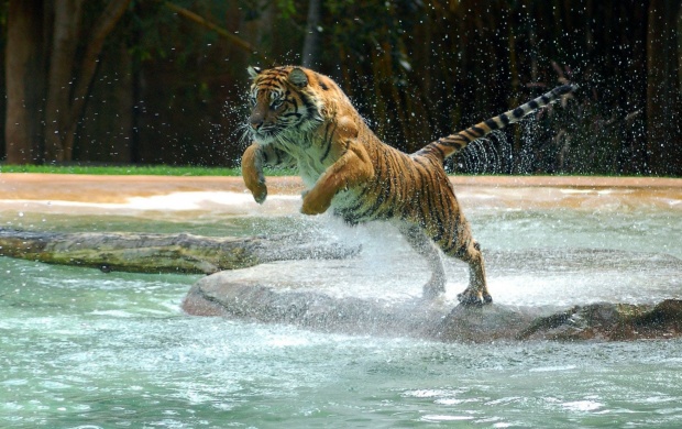 Tiger Jump In River Water