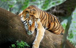 Tiger On A Tree