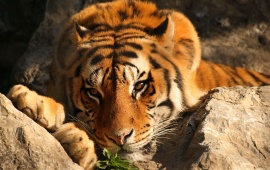Tiger on Rocks