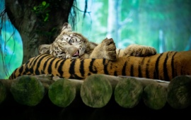 Tiger Recreation