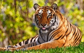 Tiger Relaxing On The Grass