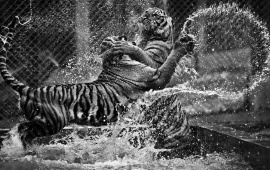 Tigers Playing In Water