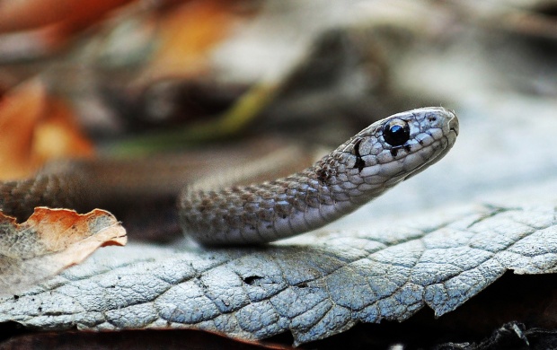 Tiny Brown Snake (click to view)