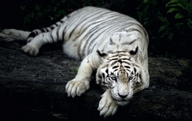 Tired Tiger
