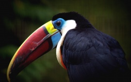 Toucan Beautiful Beak