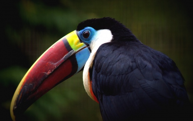 Toucan Beautiful Beak (click to view)