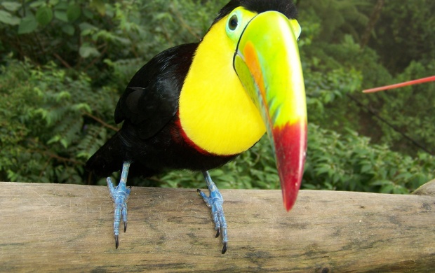 Toucan Bird (click to view)