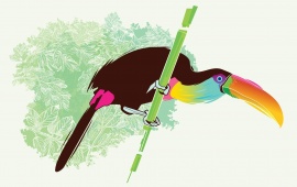 Toucan Bird Vector