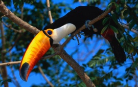 Toucan On Tree Branch