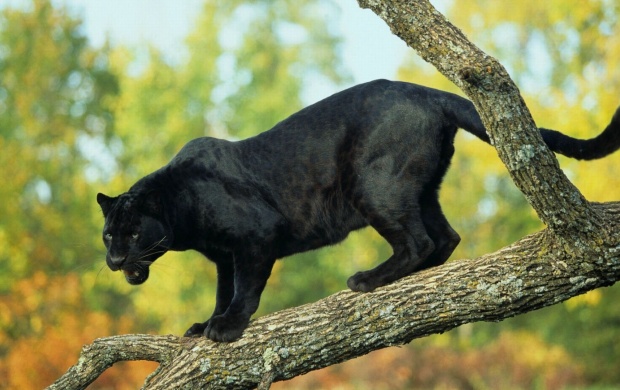 Tree Black Panther